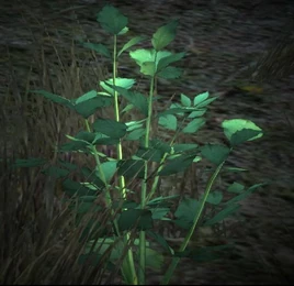 Dragon's Dogma - Mithridate