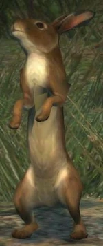 Dragon's Dogma - Rabbit