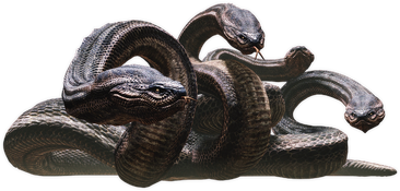 Hydra01