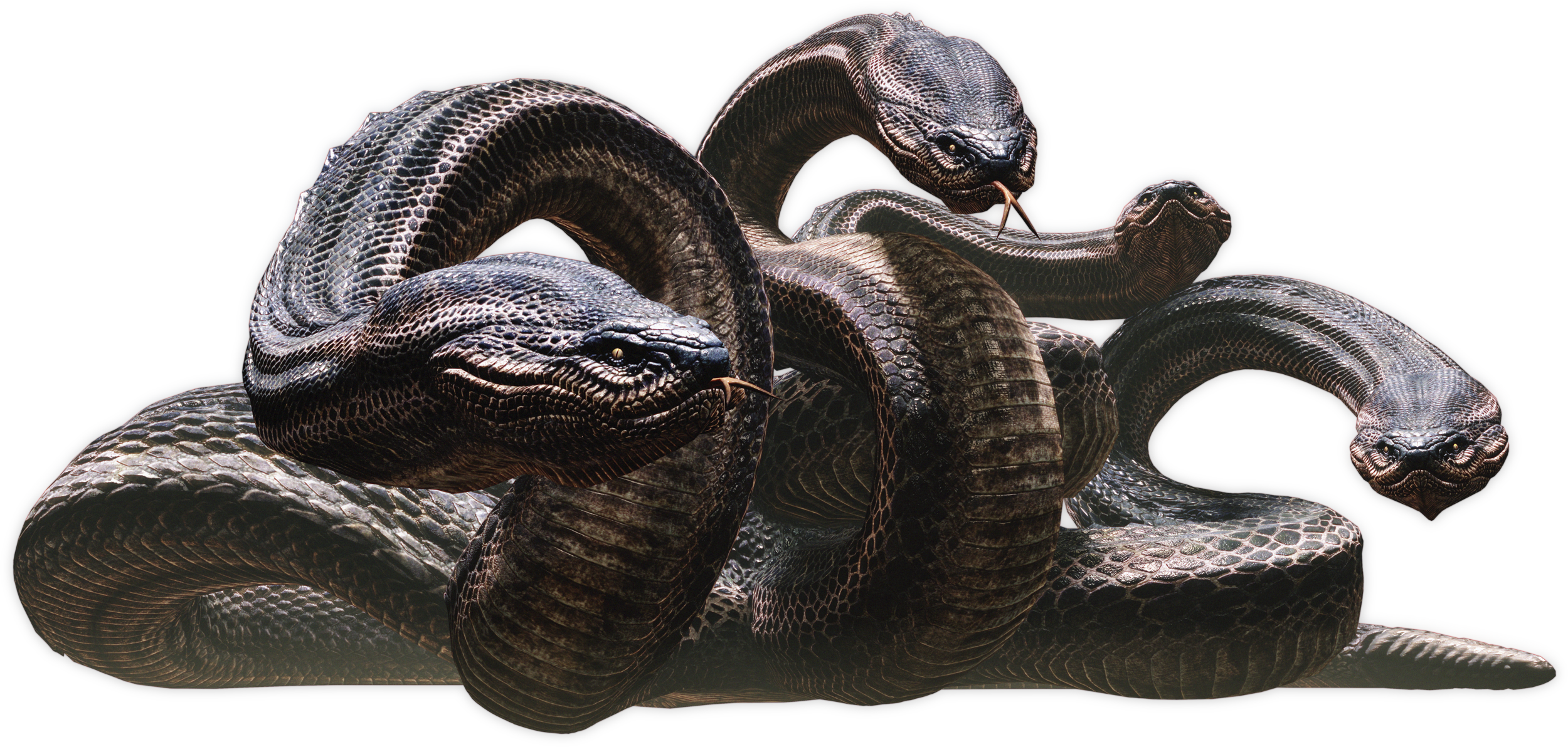 Hydra, Dragon's Dogma Wiki