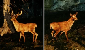 Hirschbock und Hirschkuh