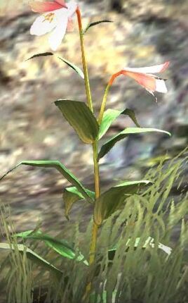 Dragon's Dogma - Grandblossom