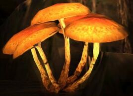 Dragon's Dogma - Mushrooms