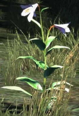 Dragon's Dogma - White Orchid