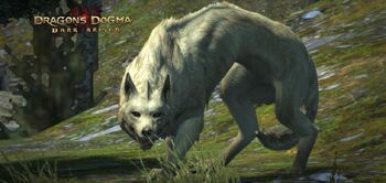Direwolf Zoomed