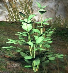 Dragon's Dogma - Nightcry