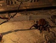 Even spiders in the Everfall count towards the total needed. There are many to be found here.