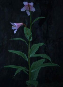 Dragon's Dogma - Noonflower