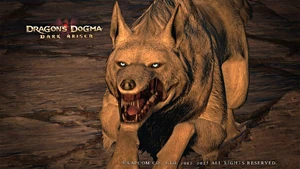 Direwolf 1.jpg (235 KB)