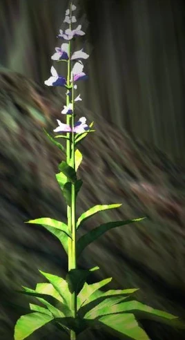 Dragon's Dogma - Wintry Herb