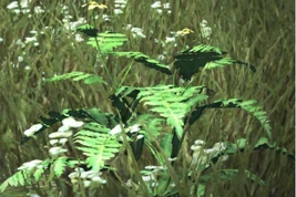 Dragon's Dogma - Chaffstem