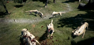 DIREWOLVES