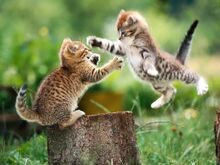 25615766real-9975-panthere9-chatons-bagarrent-jpg.jpg