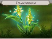 Dragonbloom