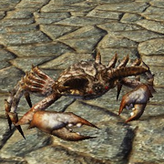 Companion crab