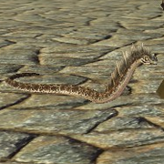 Companion Snake