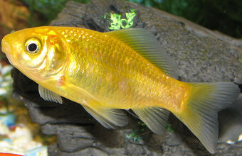 Golden Fish Dragonvale World Wikia Fandom