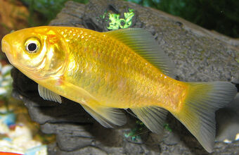 Golden Fish Dragonvale World Wikia Fandom Golden Fish Dragonvale World Wikia Fandom