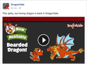 Bearded Dragon Facebook Message 2016