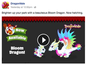 Bloom Dragon Facebook Message 2017