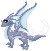 MoonDragonAdultOld