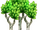 Alliterative Aspen Array