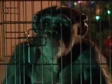Christmas Monkey