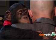 Cookie the Monkey(4).png (483 KB) Cookie the face on Perry's Gilberts shoulder