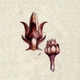 Weapon-goldenpetals3