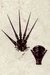 Crimson Impalers-EDIT