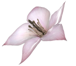 DOD3 Flower