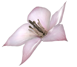 DOD3 Flower