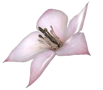 The Flower Drakengard Wiki Fandom