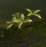 Un arbusto con unibayas