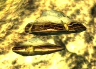 Moho de la madera creciendo en una roca