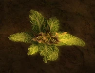 Una raíz de mandrágora