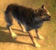 Wolfie