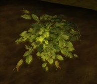 Un arbusto de belmart