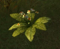 Una planta de chalaka