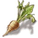 Rübe | Am Fluss der Zeit Wiki | Fandom