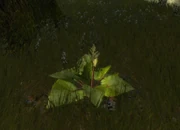 Gulmond — die Pflanze