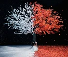 Aimer - Akane Sasu . everlasting snow