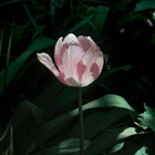 Mingginyu - Flowering