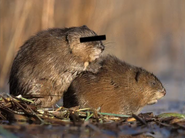 Beaver Buddies