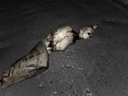 Moment after Linda took his picture.