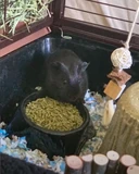 Mochi, one of Charlie's guinea pigs