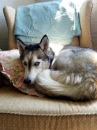 Foolish's dog, Athena