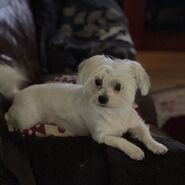 Puffy's dog, Buttons