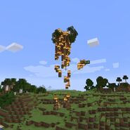 The first tree while on fire