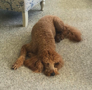 Punz's dog, Teddy